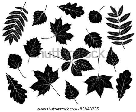 Set Of Silhouettes Of Leaves. Maple, Oak, Mountain Ash, Birch, Aspen ...