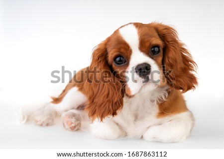 Little dog Cavalier King Charles Spaniel Photo stock © 