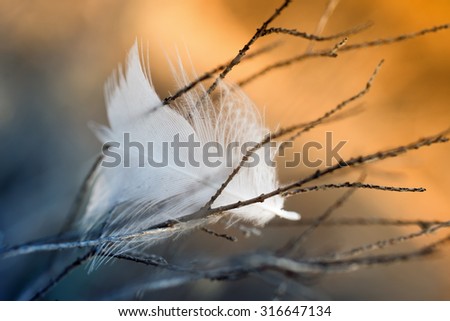 white feather on color background