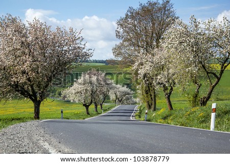 pring road with alley of cherry trees in bloom