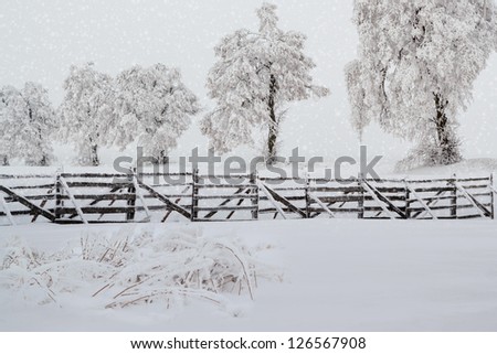Nice winter landscape with trees snow in frosty day