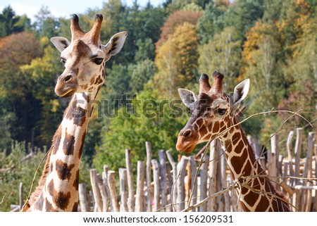 Close up shot of two young cute giraffe