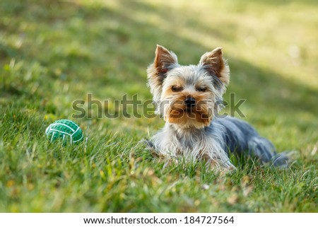 Cute small yorkshire terrier is lying on a green lawn outdoor, no people, with green ball