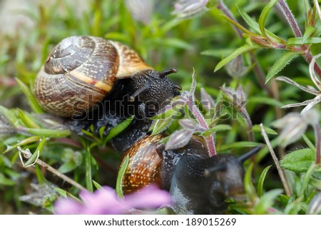 macro of small garden pest snail eating whole ping flower bud
