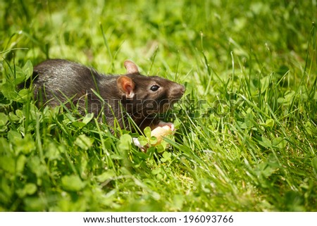 rodent pet rat eating cake outdoor in grass