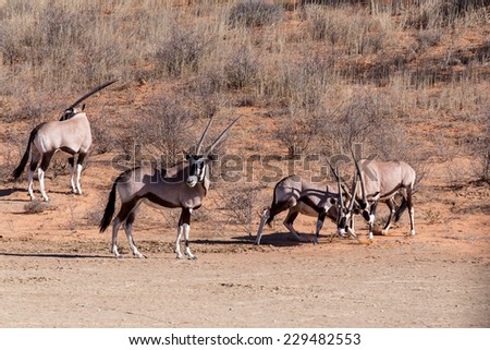 fight between two male Gemsbok, Oryx gazella,dominant Gemsbok antelope in the park, Kalahari, South Africa
