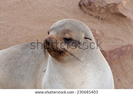 Small sea lion (Brown fur seal - Arctocephalus pusillus) in Cape Cross, Namibia, True wildlife photografy