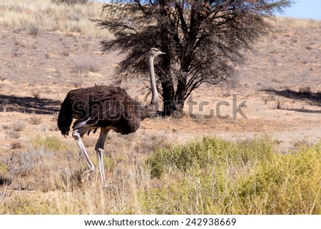 Ostrich, Struthio camelus in Kgalagadi, South Africa, true wildlife photography