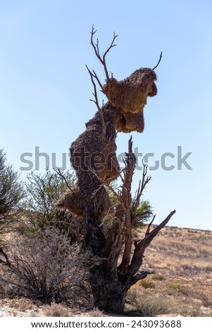African masked weaver big nest on tree, african landscape, Kgalagadi Transfrontier Park, Botswana, true wildlife