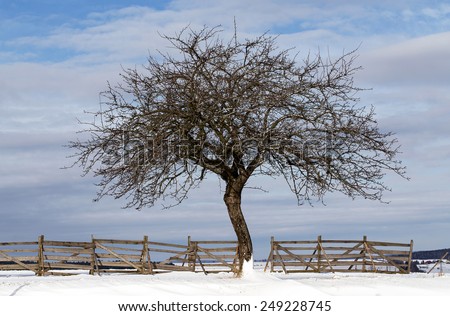 Nice winter landscape with tree and dark blue sky