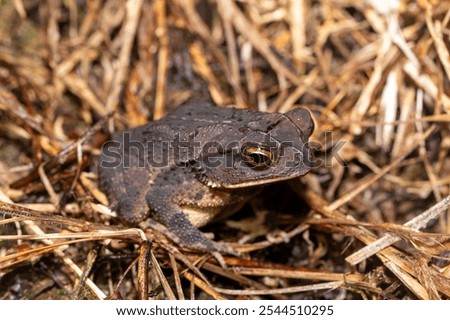 Similar – Foto Bild Zentrale, Gewöhnliche Kröte versteckt sich unter Kompost, legt Gesicht frei.