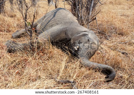 Small dead elephant in national park hwankee, Botswana, circle of life