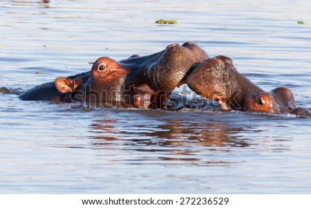 Two young male hippopotamus Hippopotamus amphibius, rehearse fray and figting with open mouth and showing tusk. National Park Okawango, Botswana, wildlife photography