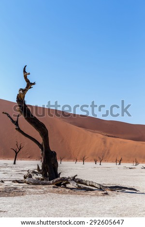 beautiful sunrise landscape of hidden Dead Vlei in Namib desert with dead acacia tree, best place of Namibia