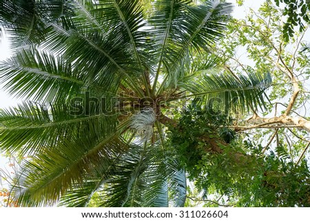 coco-palm tree against blue sky, Indonesia Bali, with blue sky