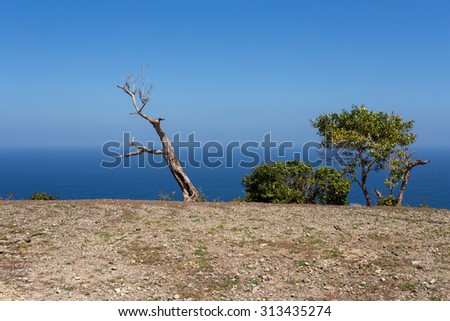 dead tree at coastline at Bali, Manta Point famous Diving place, Nusa Penida with blue sky