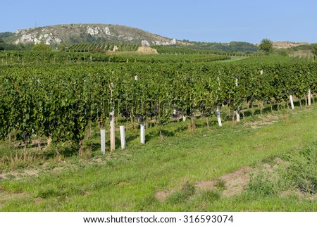 Vineyards under Palava. Czech Republic - South Moravian Region wine region