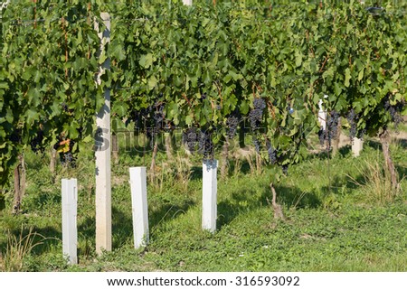 Vineyards under Palava. Czech Republic - South Moravian Region wine region