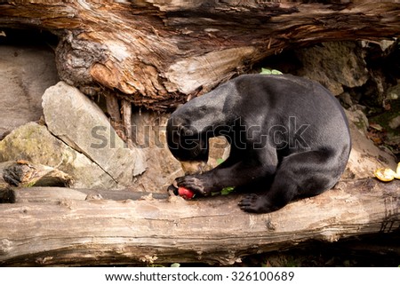 Sun bear also known as a Malaysian bear (Helarctos malayanus)