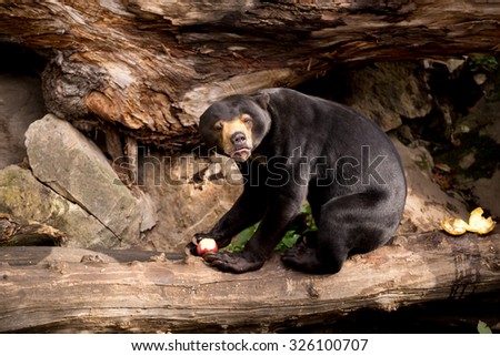 Sun bear also known as a Malaysian bear (Helarctos malayanus)