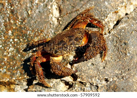close-up of middle size crab on rock in croatia