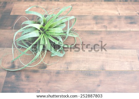 Air plant Tillandsia, on a isolated wood background