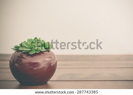 Three tiny succulents in a pot over wooden background. Scandinavian style interior decoration