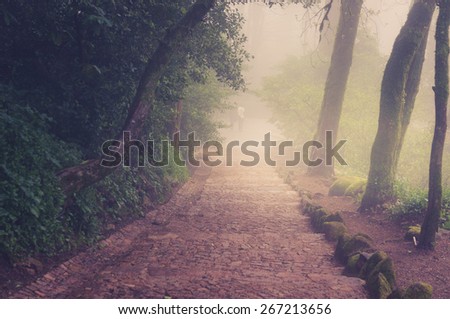 Road through a golden forest with fog and warm light