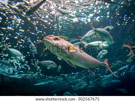 Underwater shoot of a fish with open mouth fining in blue clear water