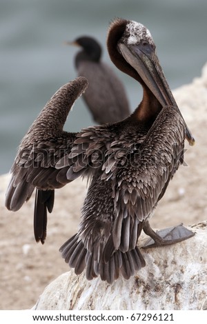 Stretching his wings to dry, this pelican rests on a rock by the sea