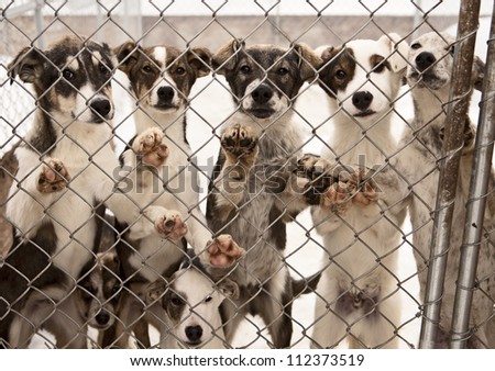 A litter of seven puppies in training to become sled dogs stand and wait for visitors behind a chain link fence.