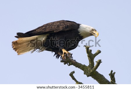 An American bald eagle perched in a tree branch just after landing. The eyes and talons are clear and sharp.