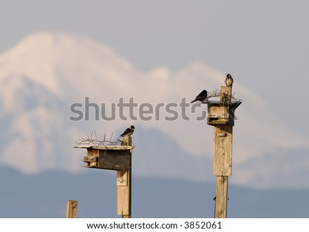 In front of Mt. Baker, birds are perched on their birdhouses which are located at the top of old dock pilings.