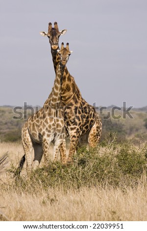 Two giraffes, seen on safari, with their necks entwined form a tower or kaleidoscope. The giraffe (giraffa camelopardalis) is the tallest of all land-living animal species, and the largest ruminant.