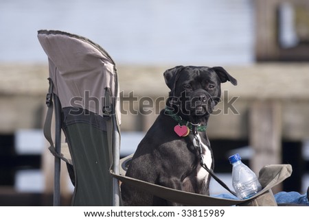 A black dog is watching a crew regatta from his chair with a water bottle.