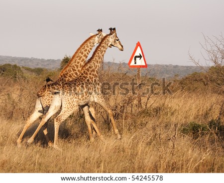 Two giraffes (giraffa camelopardalis) running on the savannah appear to follow directions on the sign. The giraffe is an African ungulate mammal, the tallest of all land-living animal species.