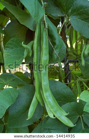 Pods of runner beans on plant waiting to be harvested
