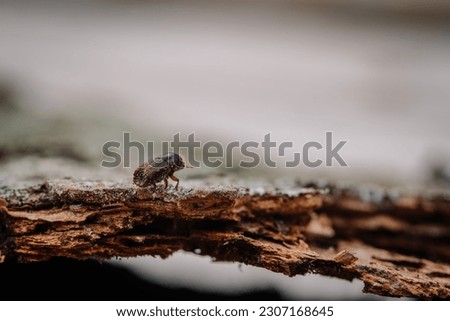 Similar – Image, Stock Photo Bark beetle Bark-beetle