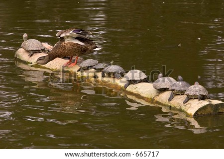 Turtles and one duck on a log in the pond