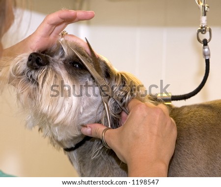 A dog having his eyebrows trimmed