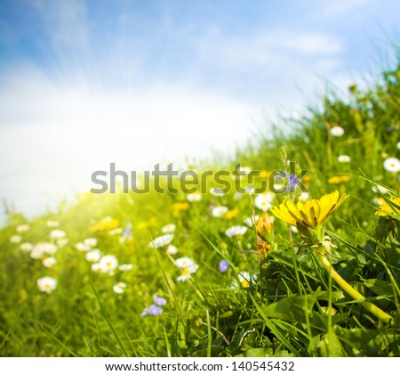 Wild flowers meadow and sky