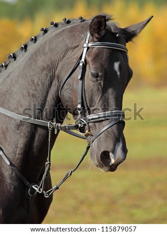 A bay thoroughbred horse head in front of autumn trees