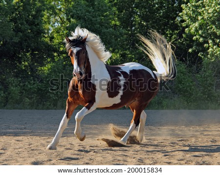 Beautiful pinto stallion running away in nature