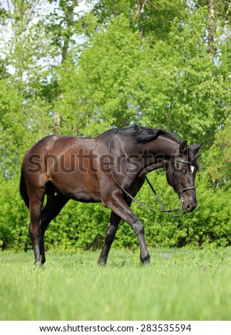 Nice brown warmblood horse walking on pasture