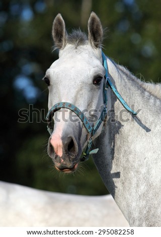 Portrait of dapple gray mare seen against a nature background