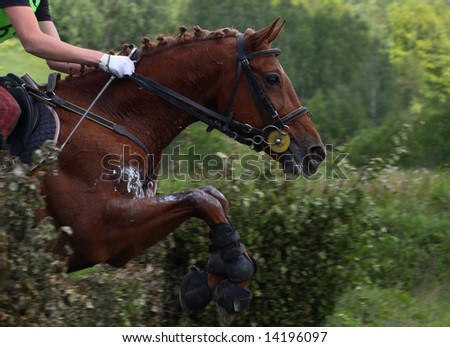 Equestrian sport
