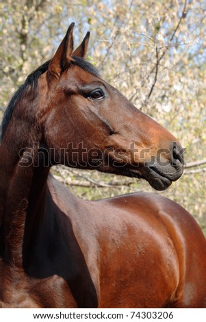 A portrait of bay Trakehner Horse, spring tree in the background