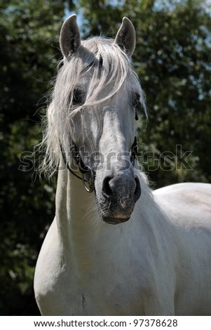White horse head isolated on nature background