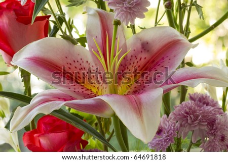 Pink Lilly flower with a bouquet of roses and geraniums as backdrop.