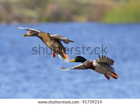 Mallard Duck Couple landing on a lake. Focus on male face.
